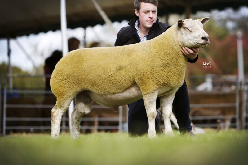 We are well on our way through the ram sales and deliveries for 2024. Next stop is kelso ram sale with 115 rams from 5 breeds